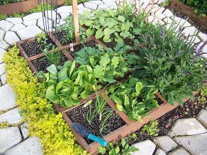 Square foot gardening for beginners