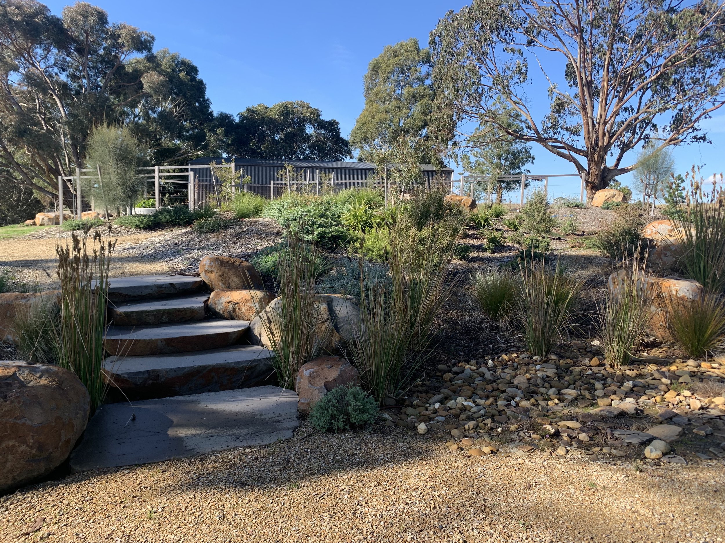 In this project, we designed a plant palette adapted to low water use. That means fewer irrigation cycles, fewer weeds, and fewer problems overall.