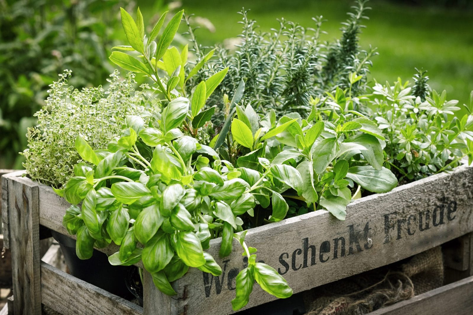 Pruning herbs is both a care technique and a harvest method. Done right, it encourages bushier, healthier plants.