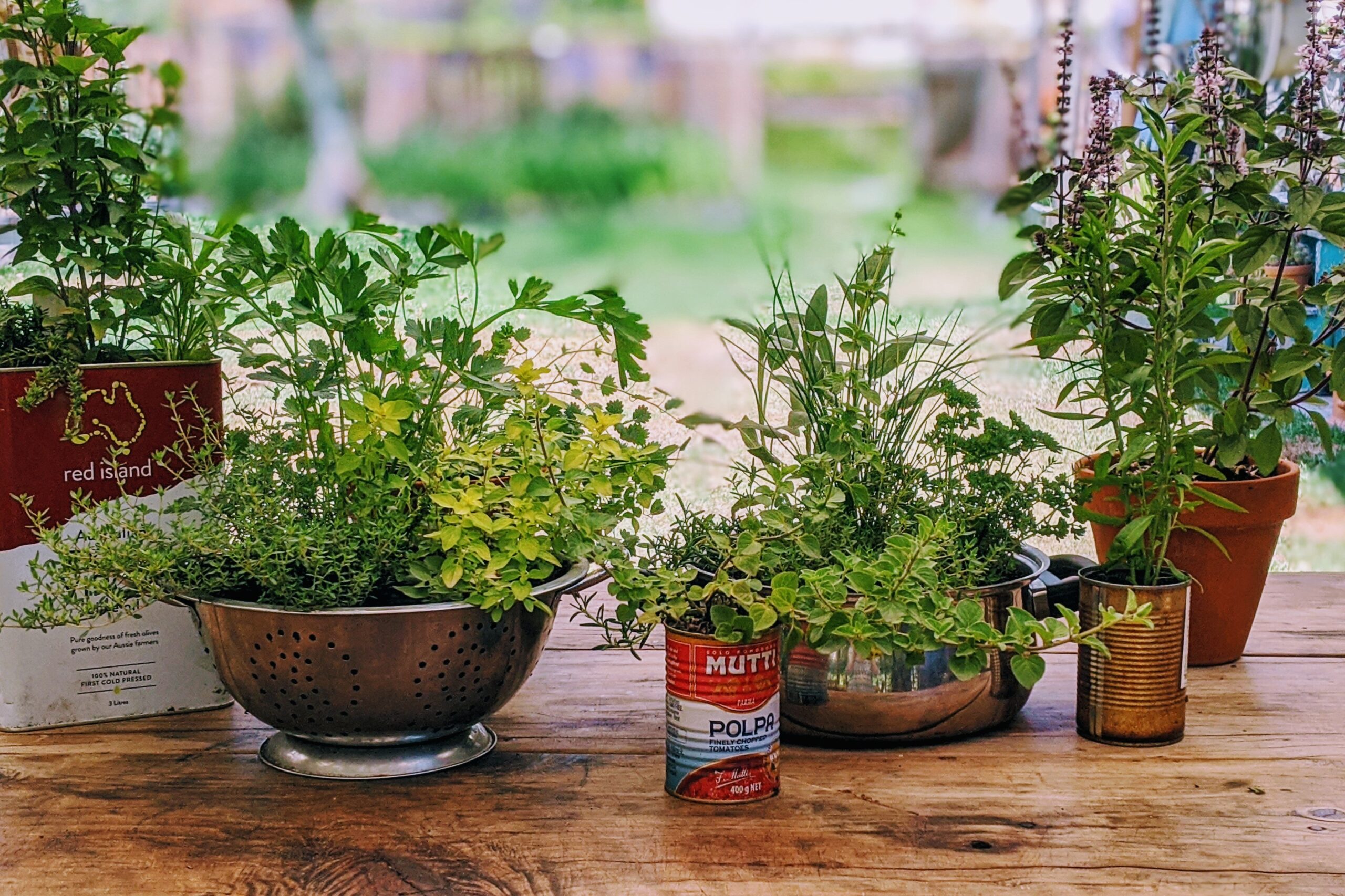 we’ll show you how to plant a culinary herb garden in containers, discuss soil and sunlight requirements, give watering and fertilizing tips, and share expert pruning strategies.